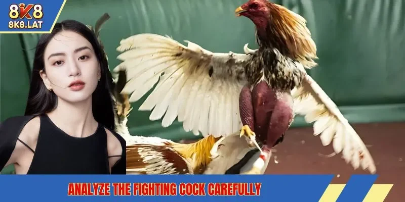 Analyze the fighting cock carefully