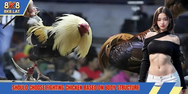 Should choose fighting chicken based on body structure 